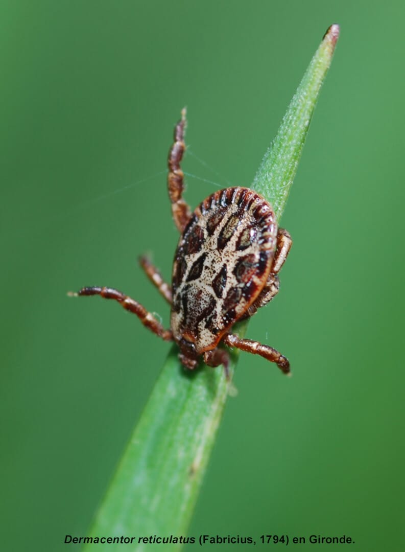 Les Tiques Des Petits Parasites Lunion Scientifique Daquitaine